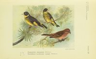 GIỚI THIỆU SÁCH: Les Oiseaux de l’Indochine Francaise (Những loài chim ở Đông Dương)